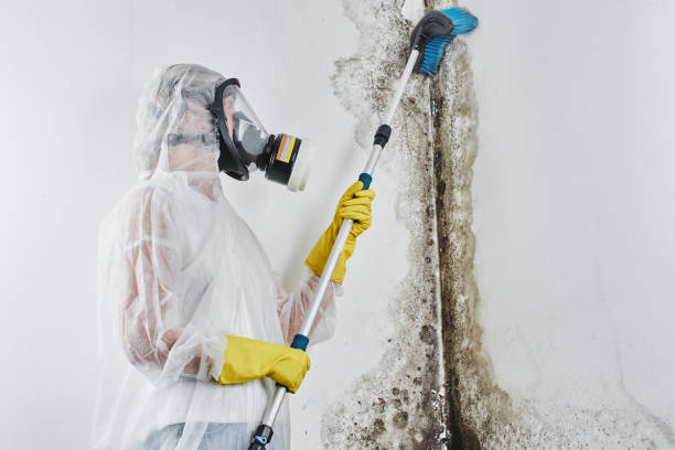 Best Black Mold Removal  in Spanish Fort, AL
