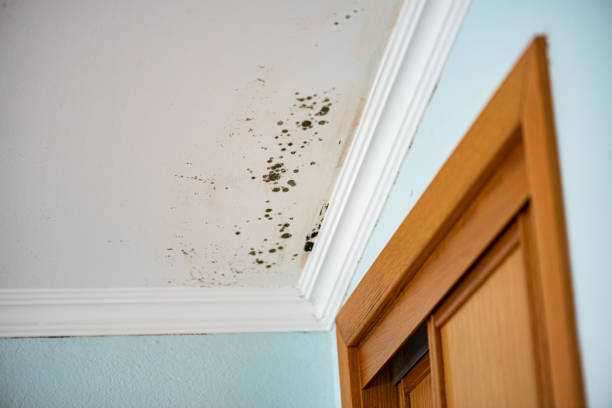 Best Attic Mold Removal  in Spanish Fort, AL