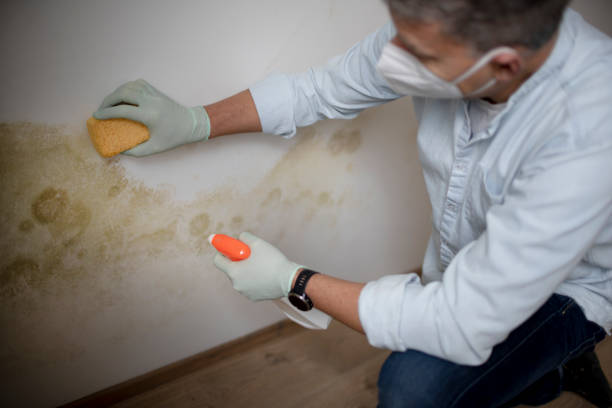 Best Office Mold Removal Services  in Spanish Fort, AL