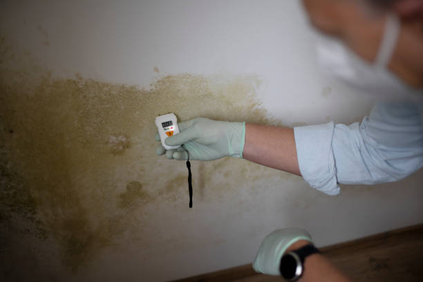 Home Mold Removal in Spanish Fort, AL