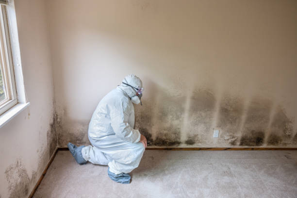 Best Mold Damage Repair  in Spanish Fort, AL