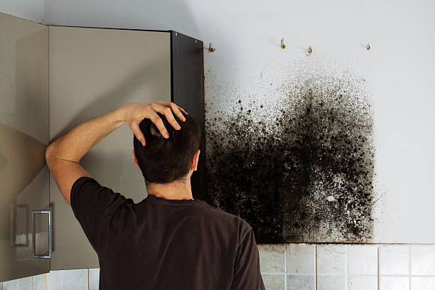 Attic Mold Removal in Spanish Fort, AL