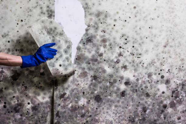 Best Toxic Mold Removal  in Spanish Fort, AL