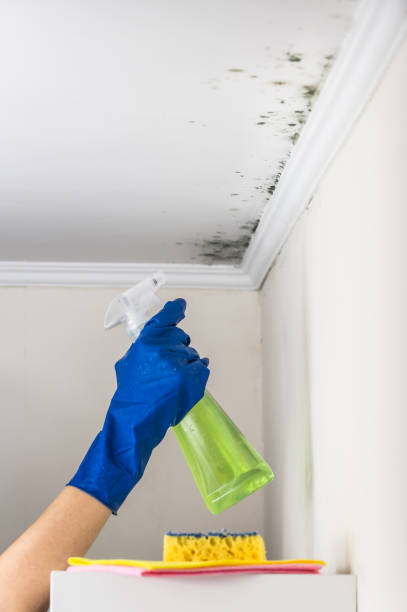 Mold Removal and Inspection in Spanish Fort, AL